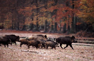 Wildschwein Wildschwein